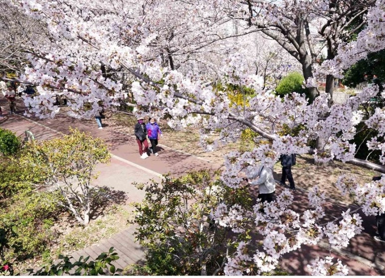 삼락 벚꽃 축제 이미지 3