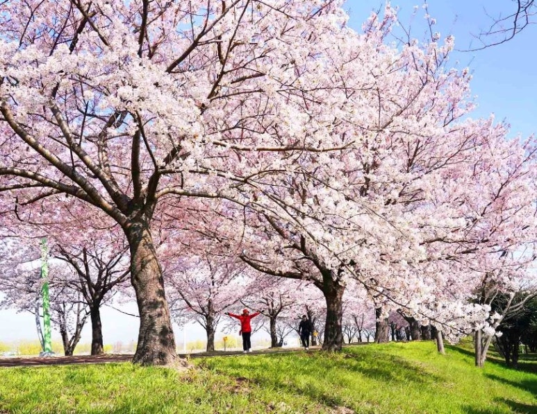 삼락 벚꽃 축제
