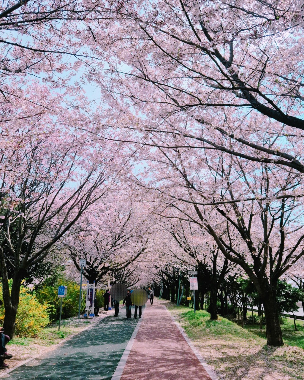 낙동강정원 벚꽃축제